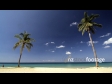 Phuket Palm Trees 3372